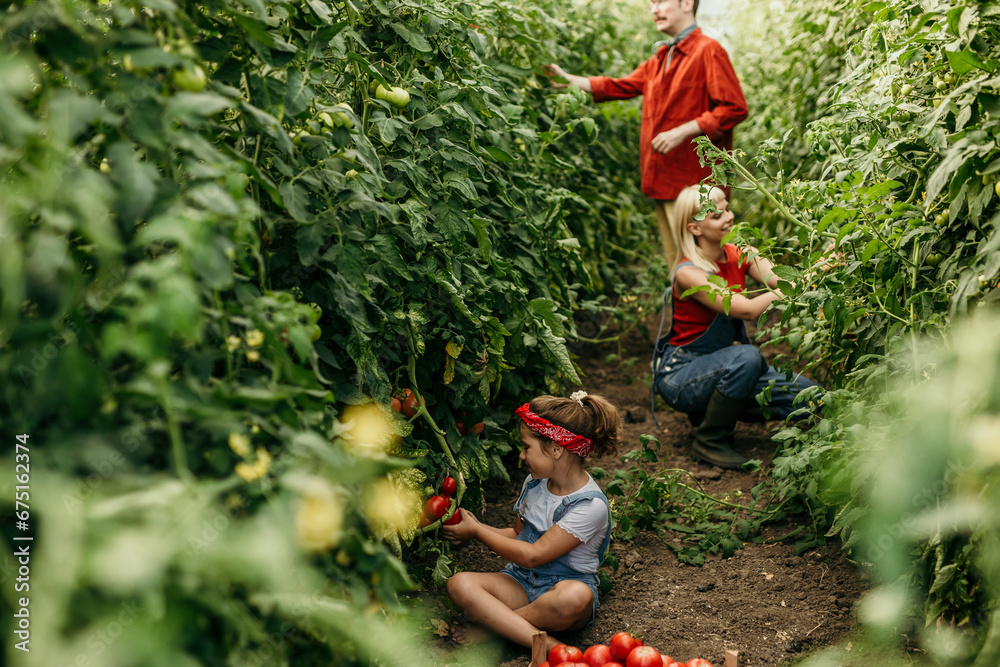 Fototapeta premium A cheerful family of three, a daughter, mom, and dad, engaging in a bountiful harvest of ripe tomatoes in their thriving home garden business