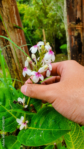 Gentle Touch: Brown-Skinned Hand Reaches for Blooming Pseuderanthemum Maculatum (Ruspolia) Flower photo