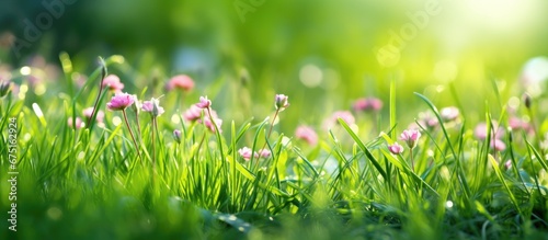 In the background of the summer season nature comes alive with vibrant green grass peeking through fields of blooming grass flowers