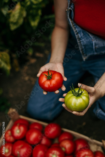 Smiling young woman in a garden, carefully plucking ripe tomatoes in the crate during a bountiful harvest
