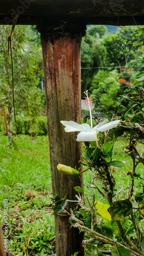 Elegant Hibiscus Arnottianus: Beautiful Side View of Blooming White Flowers
