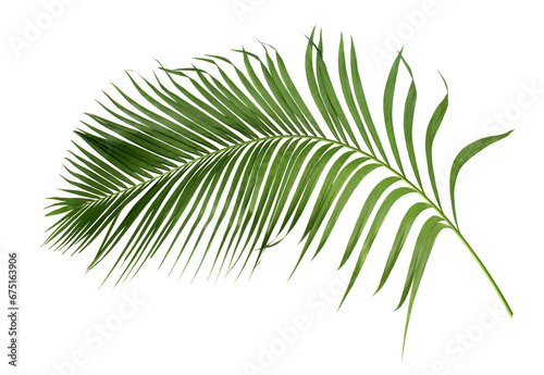 green leaf of palm tree isolated on transparent background png file photo