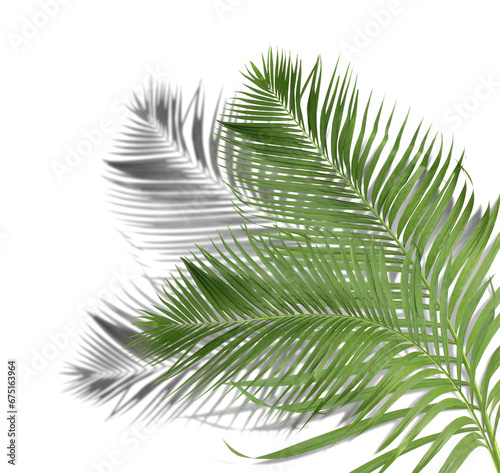 Fototapeta Naklejka Na Ścianę i Meble -  green palm leaves with shadow on transparent background png file