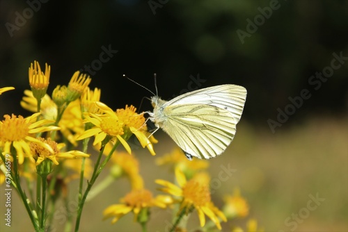 White beautiful butterfly on yellow flower © Angela