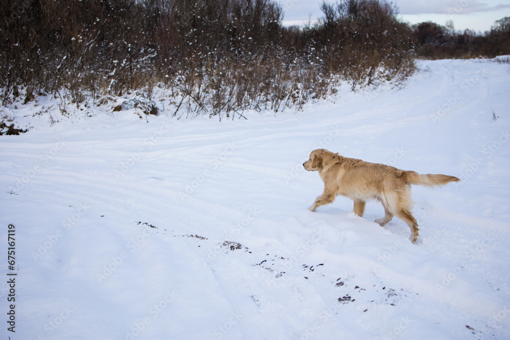 golden retriever running on white snow golden retriever running on white snow