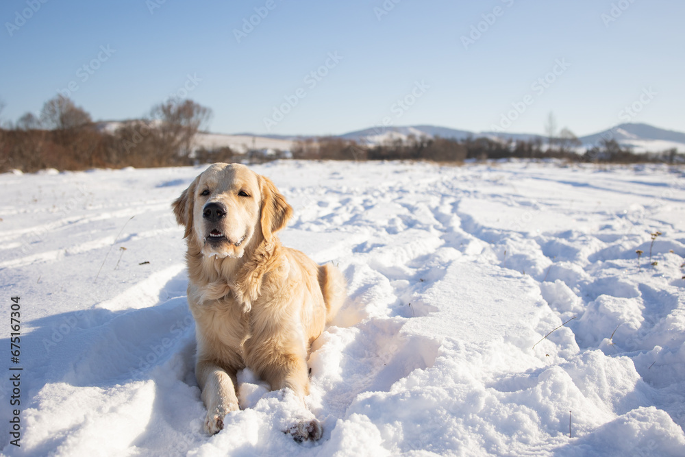 dog of the golden retriever breed lies on the first snow