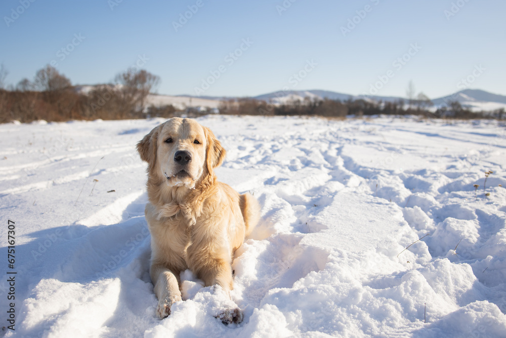 dog of the golden retriever breed lies on the first snow