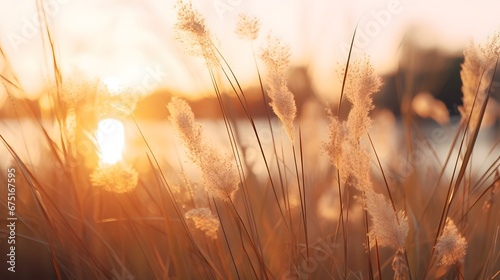 Detail of wild grass at sunset
