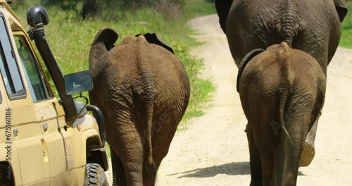 A steady shot of three elephants' backs as they walk on a road. photo