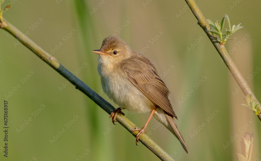 Fototapeta premium Marsh warbler - at the meadow in spring
