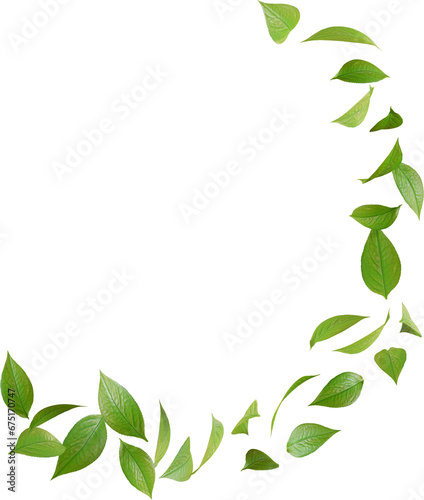 floating green tea leaves