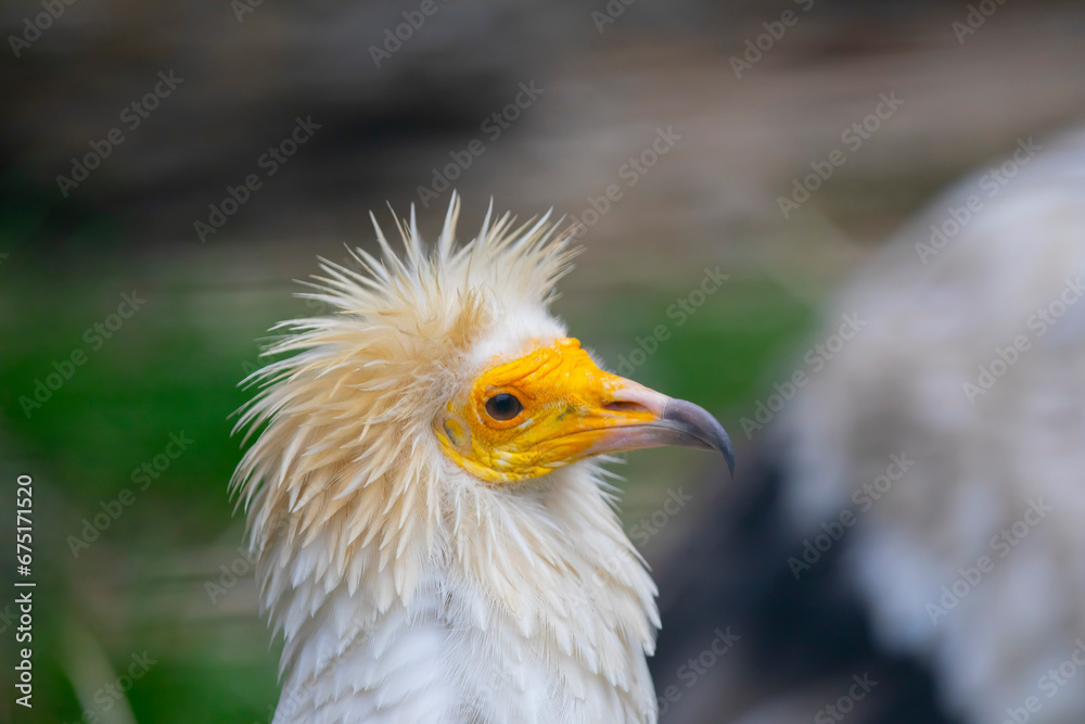 Egyptian vulture close-up detail, big bird of prey sitting on the stone in nature habitat, Turkey. White vulture with yellow bill. Egyptian vulture close-up detail, big bird of prey sitting on the stone in nature habitat, Turkey. White vulture with yellow bill.