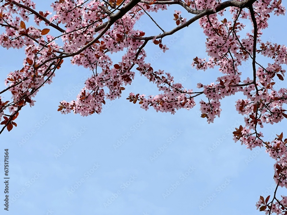 Spring blossom pink sakura flowers on blue sky 