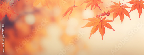 Abstract background with autumn leaves  Autumn background with leaves on a sunny day