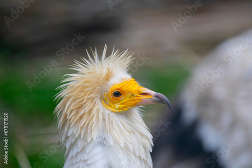 Egyptian vulture close-up detail  big bird of prey sitting on the stone in nature habitat  Turkey. White vulture with yellow bill.