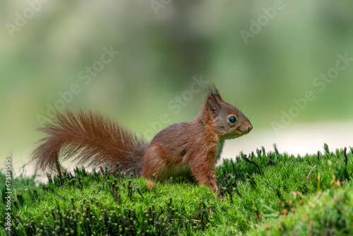 Eurasian red squirrel (Sciurus vulgaris) searching for food in the forest in the Netherlands.                                                                                                            © Albert Beukhof