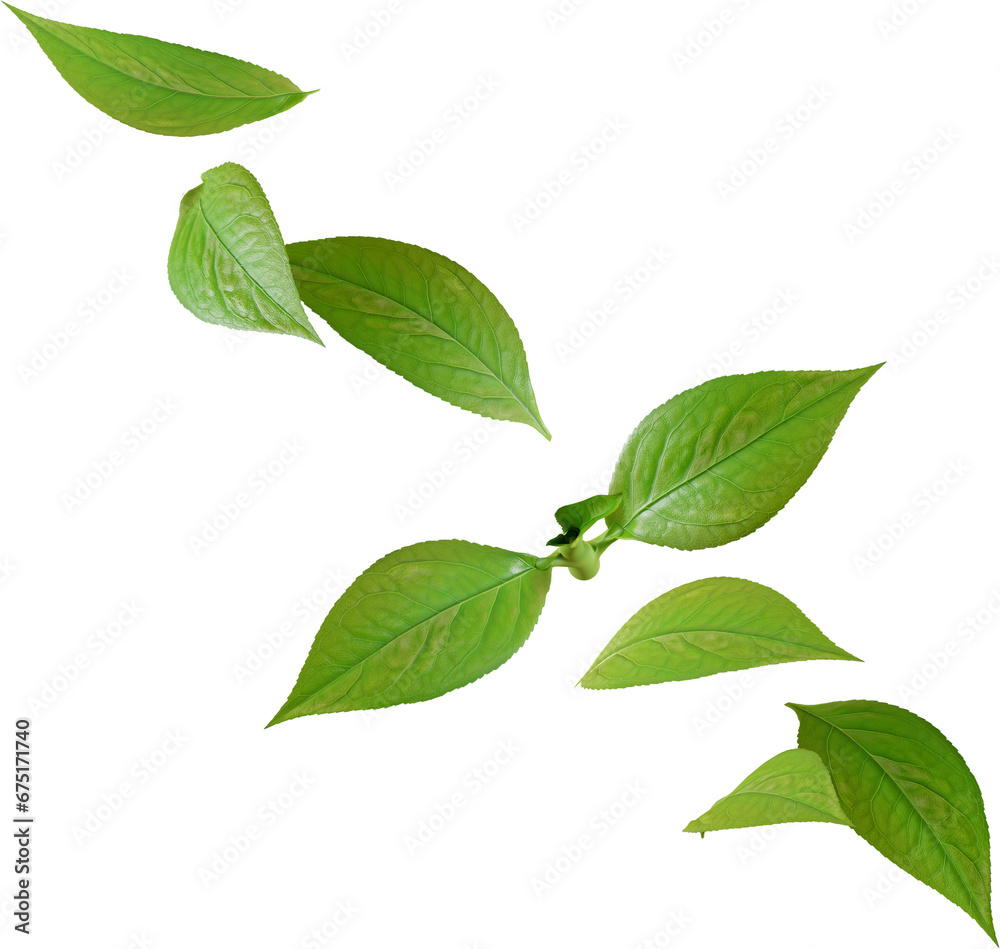 green tea leaves green tea leaves
