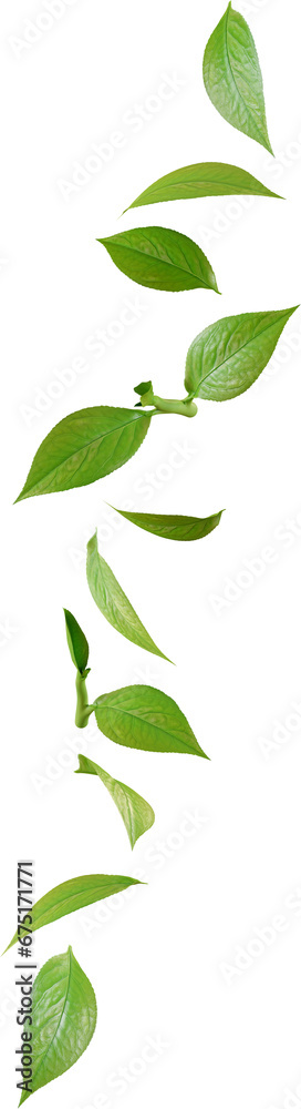 green tea leaves in motion