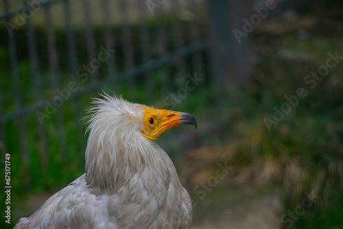 Egyptian vulture close-up detail, big bird of prey sitting on the stone in nature habitat, Turkey. White vulture with yellow bill. © Samet