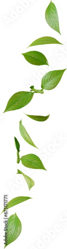 green tea leaves in motion © Arasigner