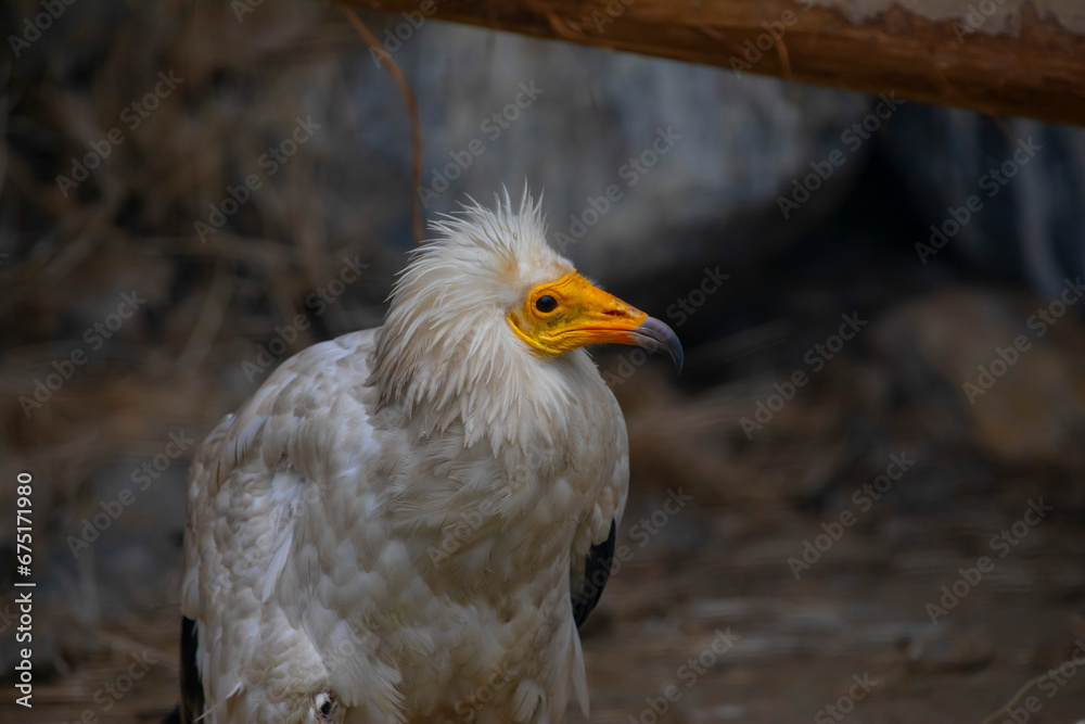 Egyptian vulture close-up detail, big bird of prey sitting on the stone in nature habitat, Turkey. White vulture with yellow bill. Egyptian vulture close-up detail, big bird of prey sitting on the stone in nature habitat, Turkey. White vulture with yellow bill.