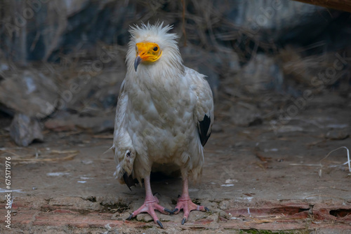 Egyptian vulture close-up detail  big bird of prey sitting on the stone in nature habitat  Turkey. White vulture with yellow bill.