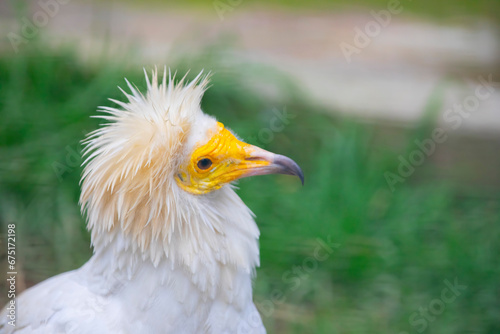 Egyptian vulture close-up detail, big bird of prey sitting on the stone in nature habitat, Turkey. White vulture with yellow bill.