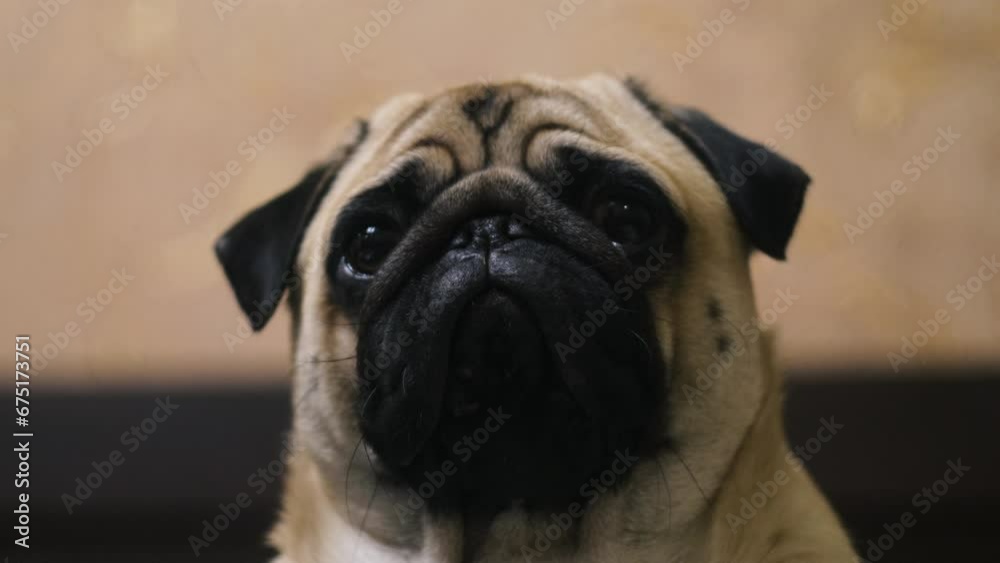 Cheerful purebred dog, pug, posing, running. Movement concept, love of pets, pet life, beauty, pet. Cheerful purebred dog, pug, posing, running. Movement concept, love of pets, pet life, beauty, pet.
