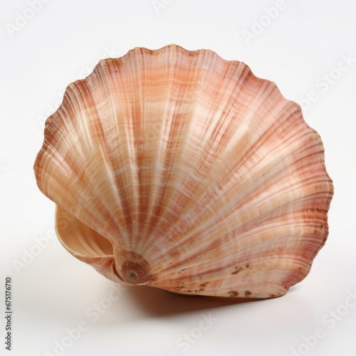 A Beautiful Seashell on a Clean, White Canvas