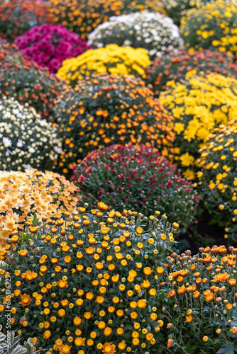 Fototapeta Chrysanthèmes chez un fleuriste à la Toussaint le 1er novembre