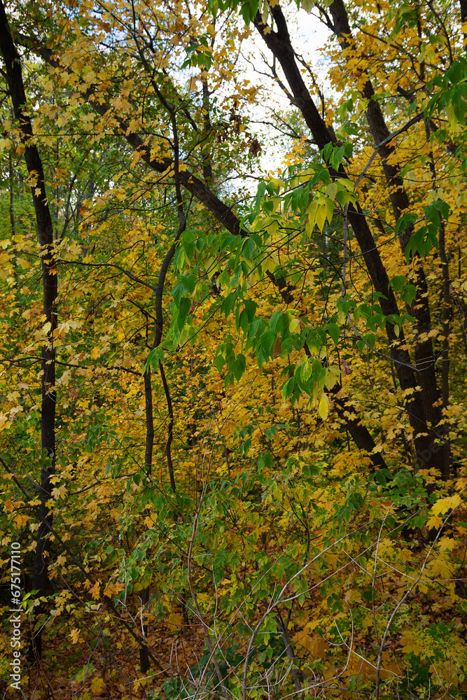 fall park in the morning. Autumn landscape in the forest with yellow leaves on the trees.