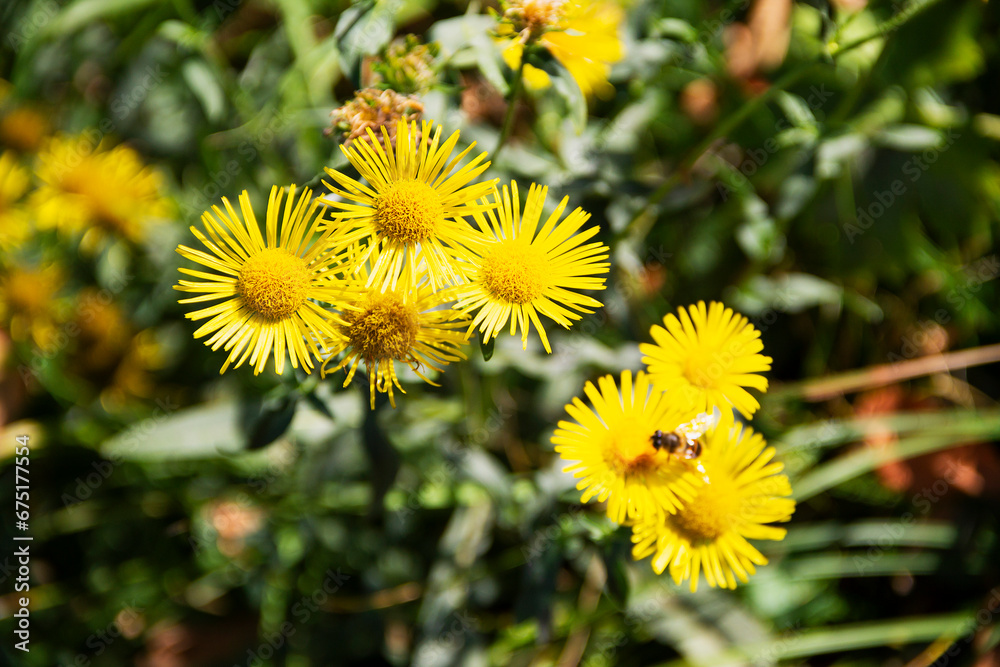 Close up of an Inula Helenium flowers in bloom. bee on yellow flower in the garden. top view