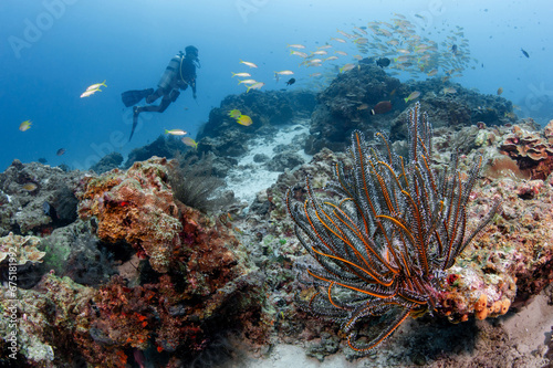 Feather star or crinoid habitat on tropical coral reef with school of fish and diver behind at Racha Noi island  one of crystal clear blue water dive sites in Phuket  Thailand. Underwater ecosystem