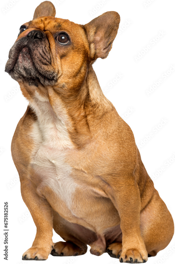 French bulldog sitting, looking up, isolated on white