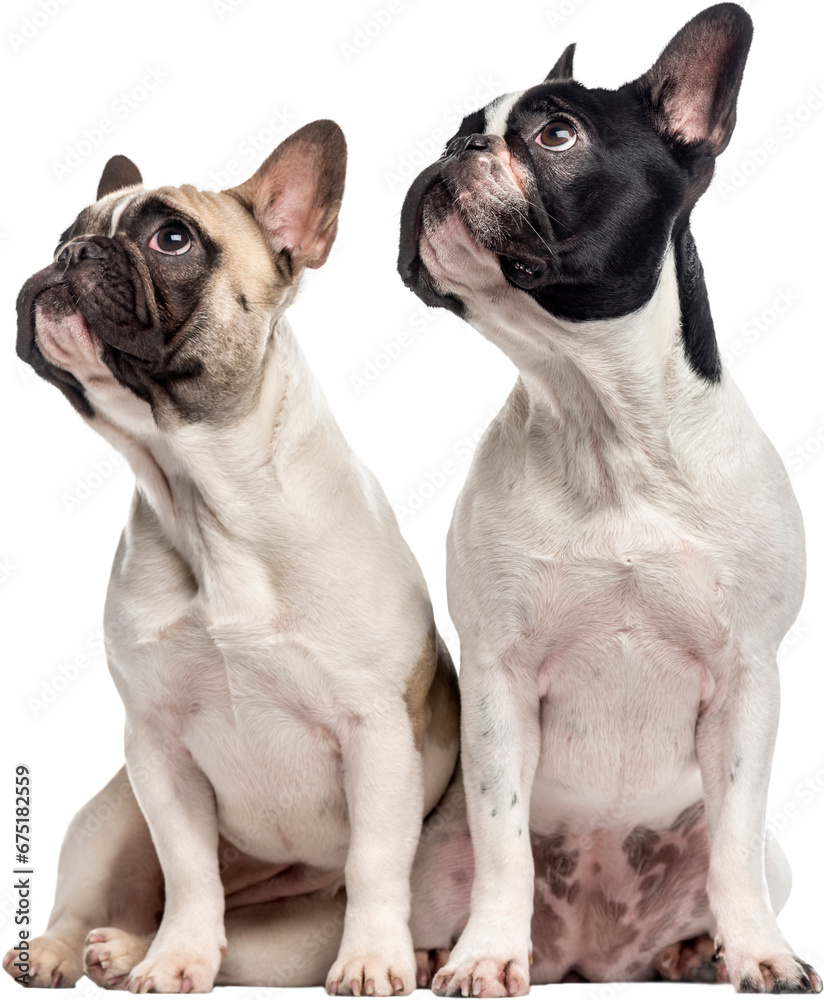 Couple of French Bulldogs isolated on white