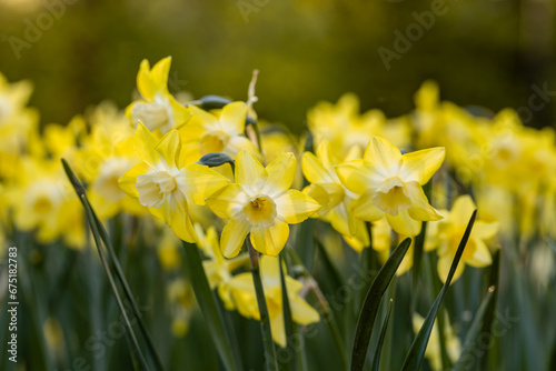  Yellow Narcissus Pipit in spring garden photo