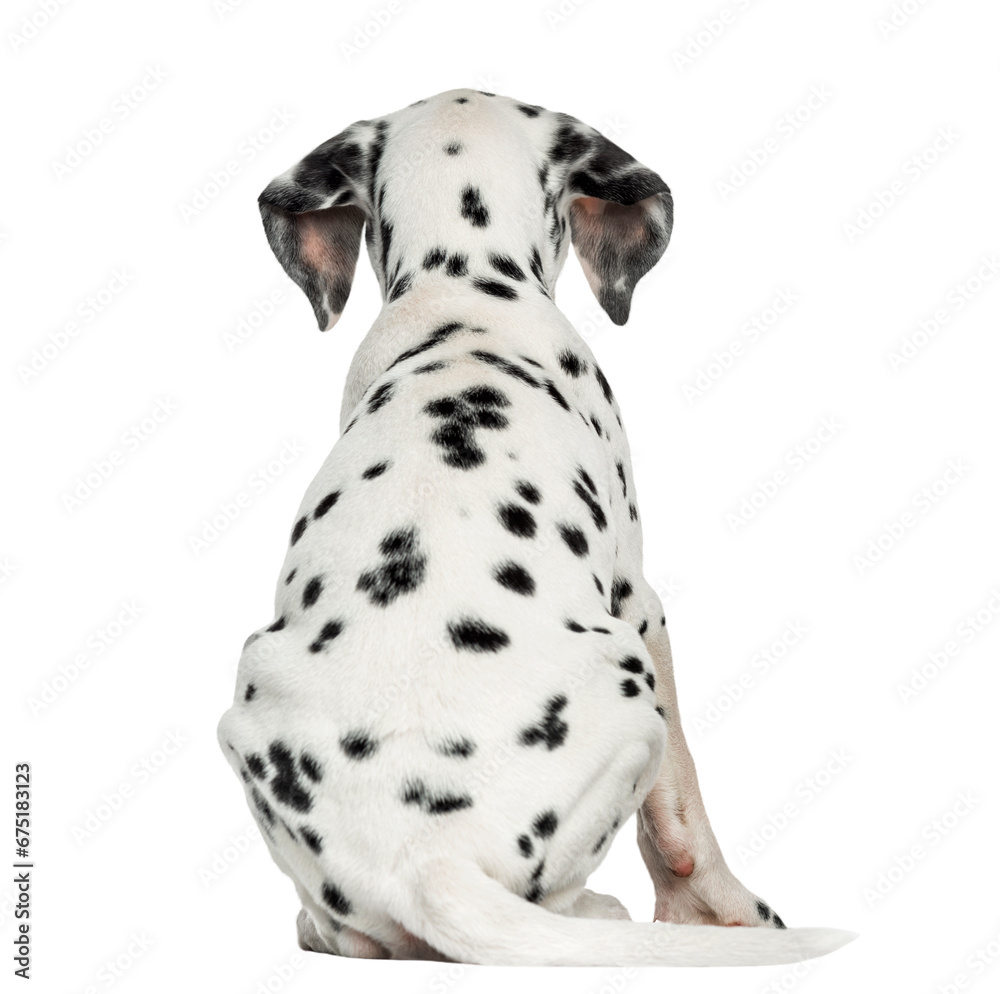 Dog PNG, Dog Transparent Background