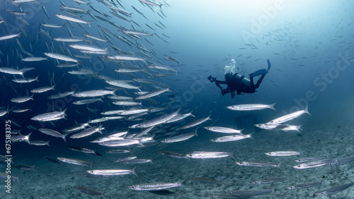 Photography School of Barracuda fish with scuba diver in the crystal clear blue water at Racha island, one of the beautiful dive sites in Phuket, Thailand