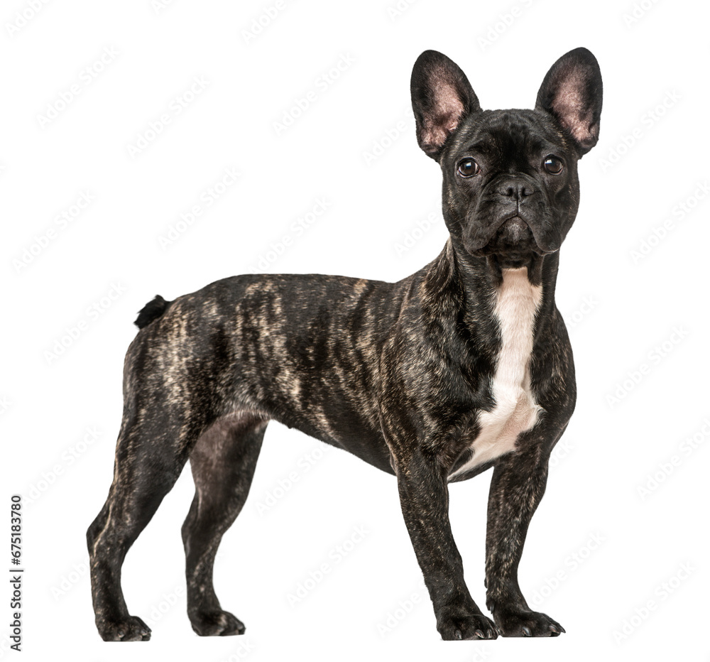 French Bulldog standing, isolated on white