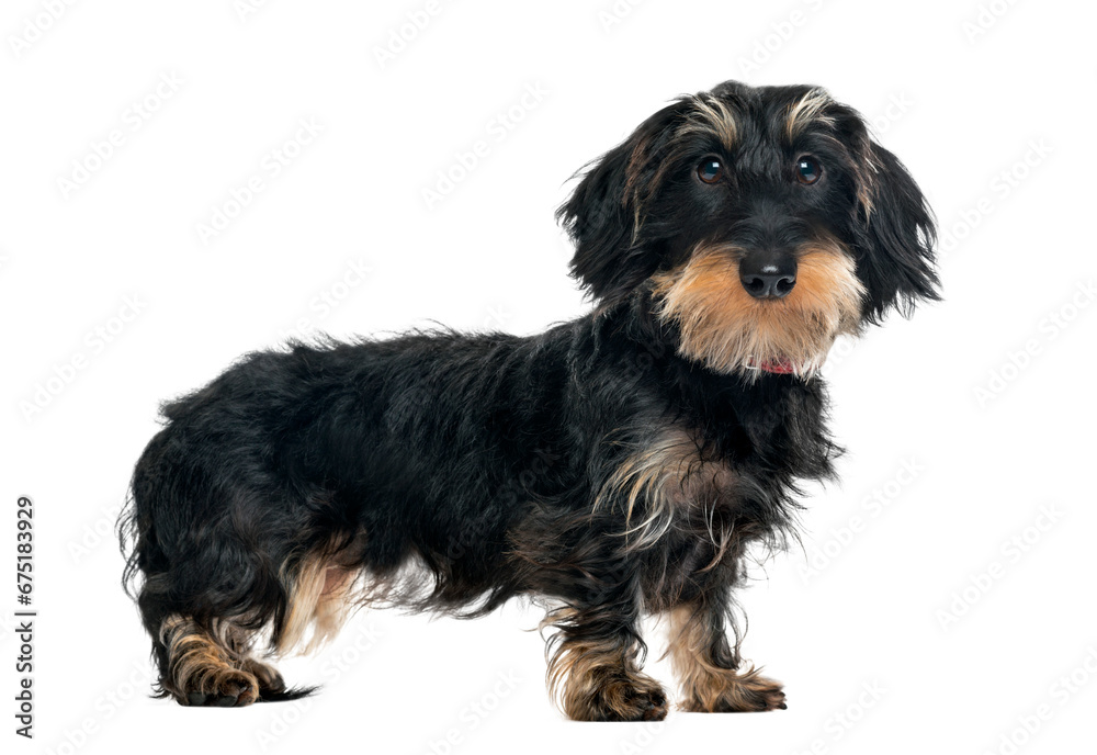  Daschund standing and looking at the camera, 1 year old, isolated on white
