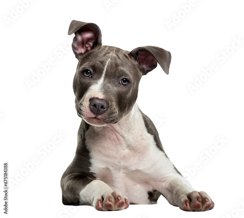 American Staff puppy in front of white background