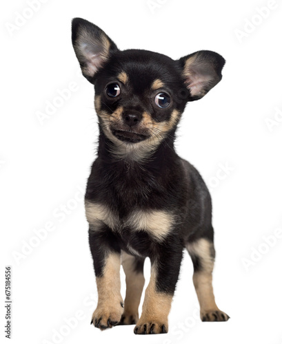 Chihuahua puppy standing (2 months old)
