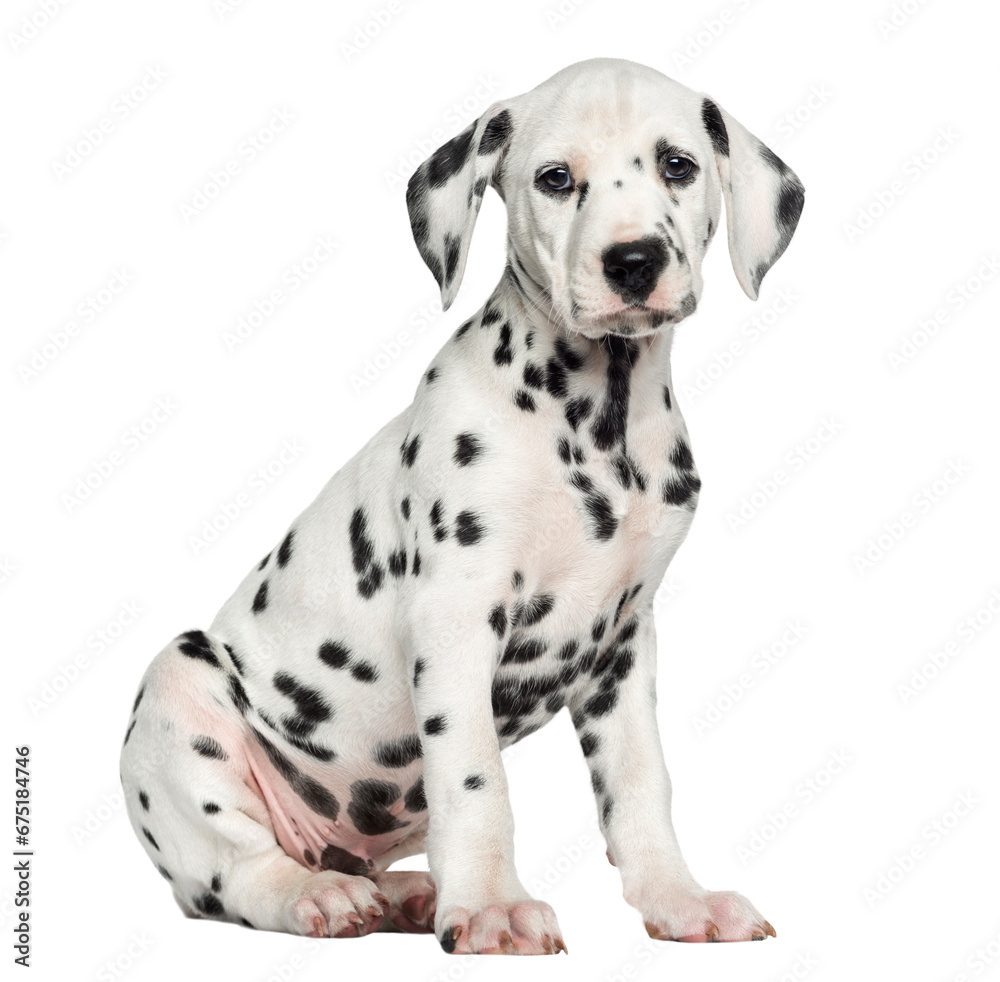 Dog PNG, Dog Transparent Background