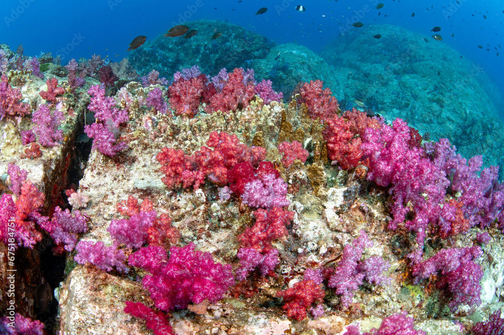 Fototapeta premium Red and pink soft coral on pinnacle rock in Andaman Sea. Colorful underwater landscape at south tip dive site, Racha Noi island in Phuket, Thailand.