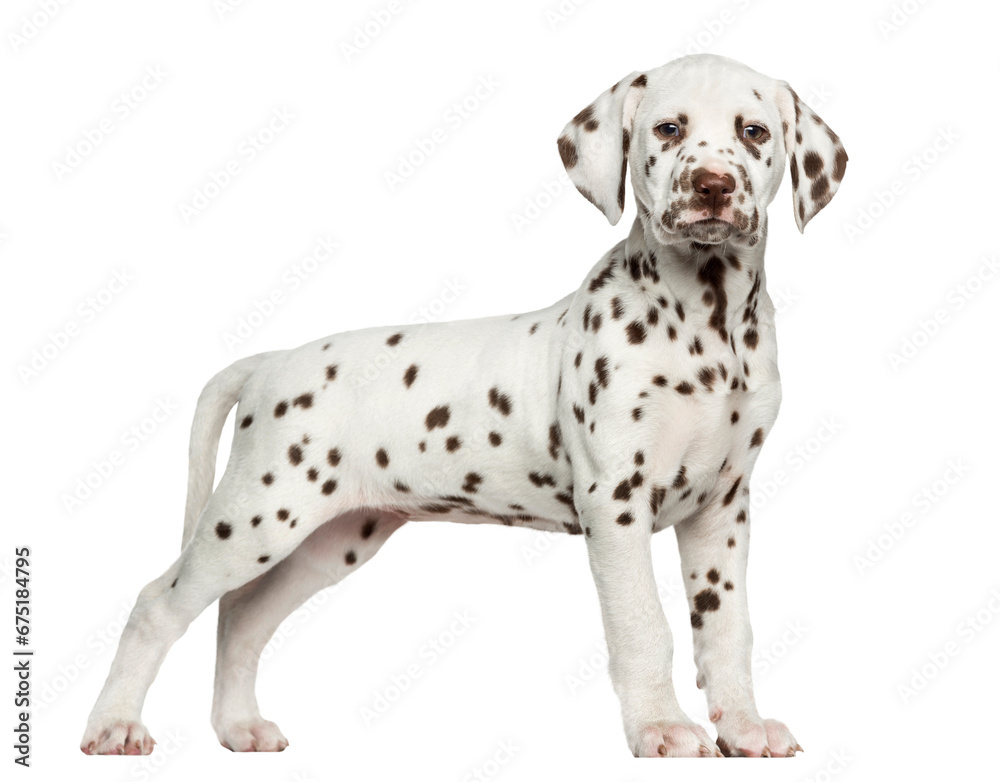Side view of a Dalmatian puppy standing, looking at the camera, isolated on white