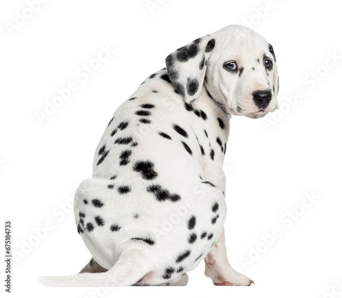 Rear view of a Dalmatian puppy sitting, looking at the camera isolated on white