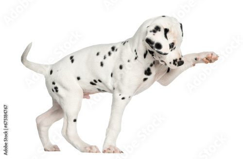 Side view of a Dalmatian puppy pawing up, isolated on white