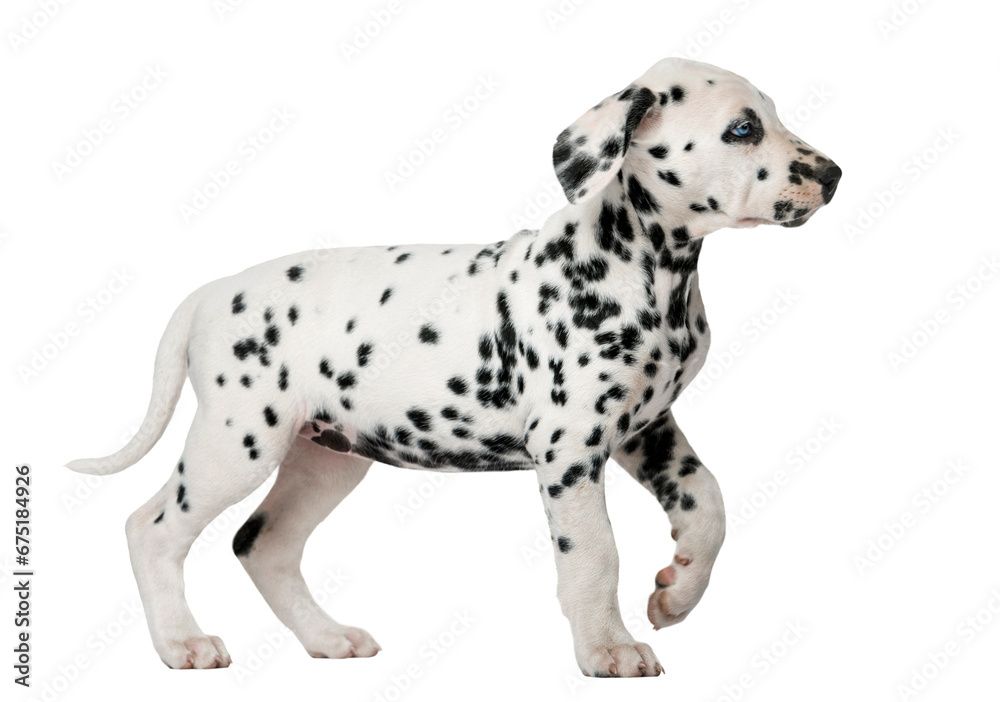 Dalmatian puppy with heterochromia walking in front of a white b