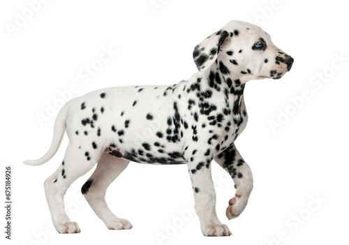 Dalmatian puppy with heterochromia walking in front of a white b photo