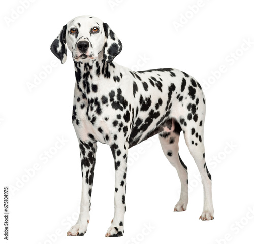 Dalmatian standing  isolated on white